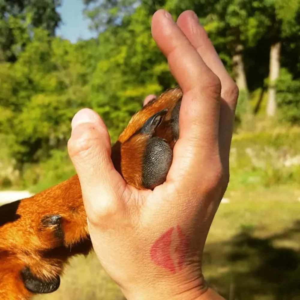 Éducateur chien près de Roybon