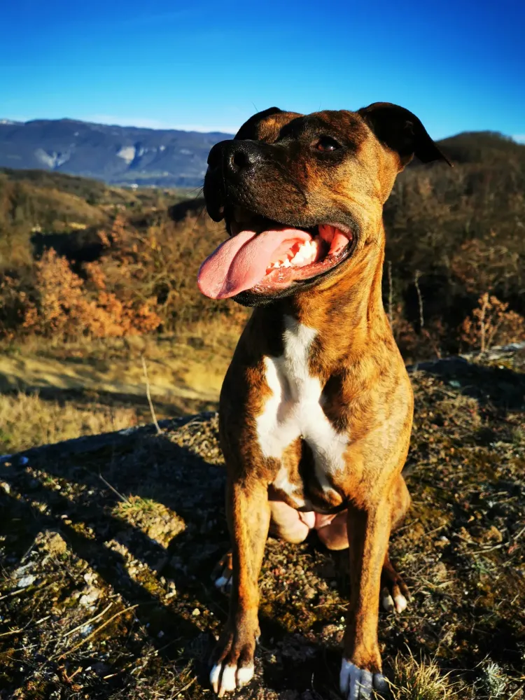 Éducateur canin près de Roybon