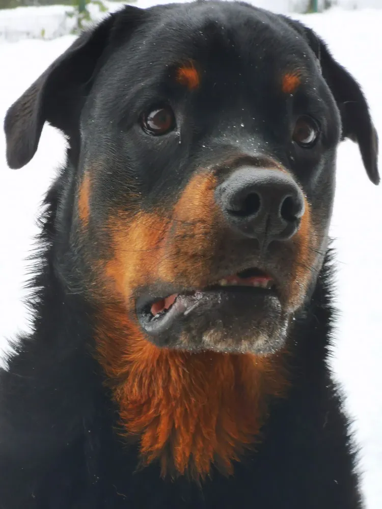 Comportementaliste chien près de Roybon