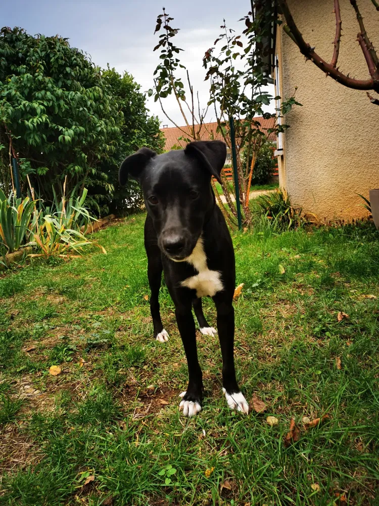 Trouble du comportement chien près de Roybon