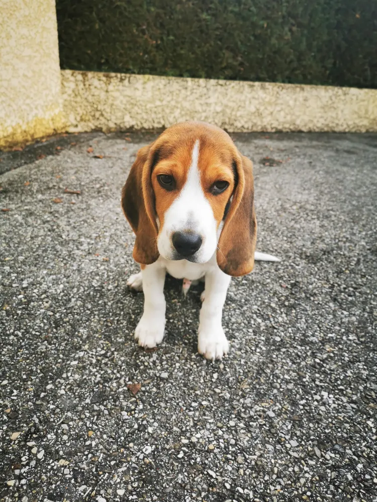Agressivité chien près de Roybon